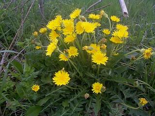 Taraxacum platycarpum