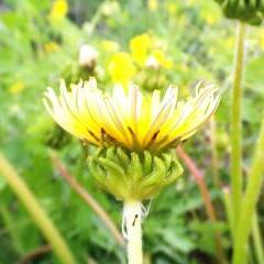 Taraxacum platycarpum
