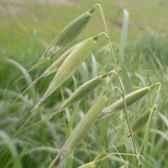 Avena fatua