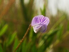 Vicia tetrasperma