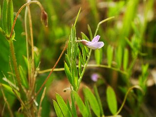 Vicia tetrasperma