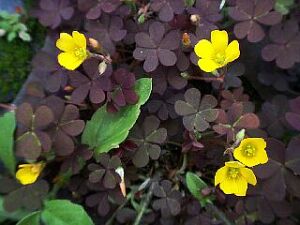 Oxalis corniculata forma rubrifolia