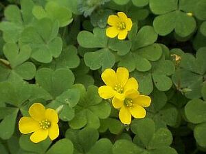 Oxalis corniculata