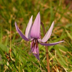 Erythronium japonicum
