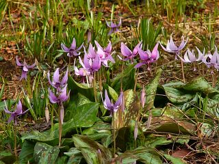 Erythronium japonicum