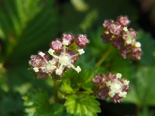 Nanocnide japonica