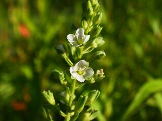Veronica undulata