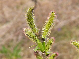 Salix gilgiana