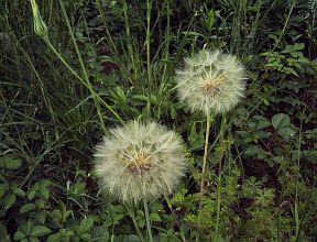 Tragopogon pratensis