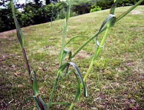 Tragopogon pratensis