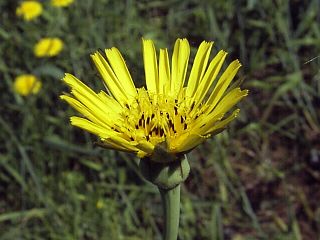 Tragopogon pratensis