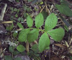 Potentilla fragarioides var. major