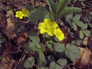 Potentilla fragarioides var. major