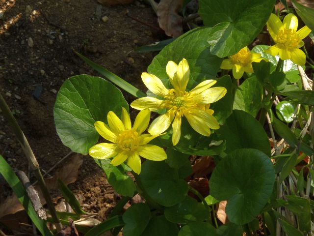 Ranunculus ficaria