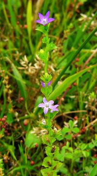 Triodansis perfoliata