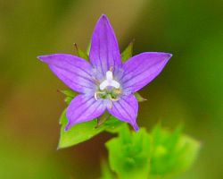 Triodansis perfoliata