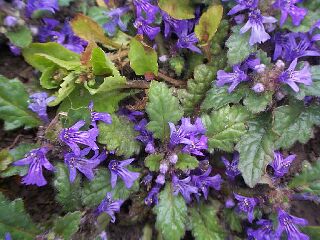 Ajuga decumbens