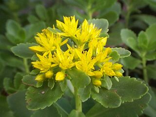Sedum aizoon var. floribundum