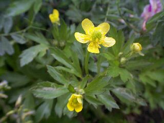 Ranunculus quelpaertensis
