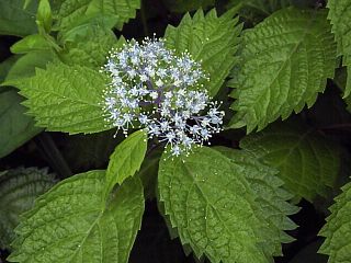 Hydrangea hirta