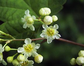 Stephanandra incisa