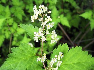 Stephanandra incisa