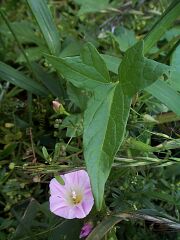 Calystegia hederacea