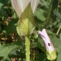 Calystegia hederacea