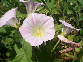 Calystegia hederacea