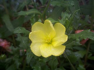 Oenothera laciniata