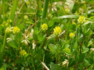Trifolium dubium