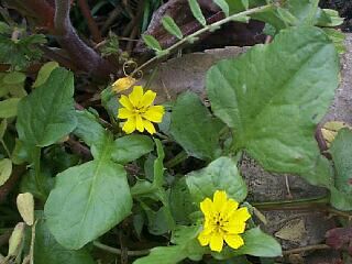 Lapsana apogonoides
