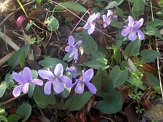 Viola japonica