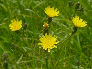 Picris hieracioides var. japonica