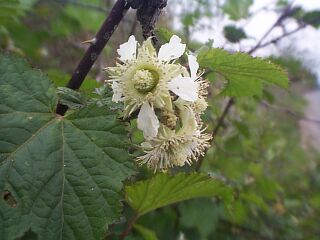 Rubus crataegifolius