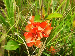 Chaenomeles japonica