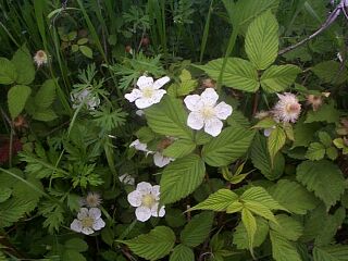 Rubus hirsutus