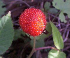 Rubus hirsutus