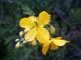 Chelidonium majus var. asiaticum