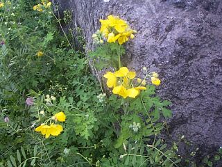Chelidonium majus var. asiaticum