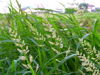 Phalaris arundinacea