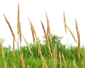 Phalaris arundinacea