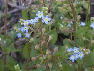 Trigonotis peduncularis