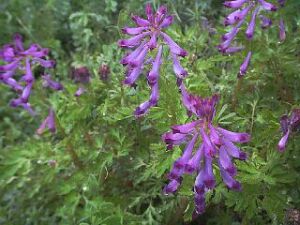 Corydalis incisa