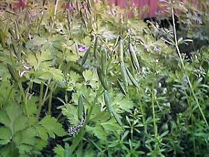 Corydalis incisa