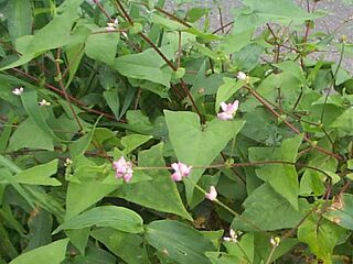 Persicaria senticosa
