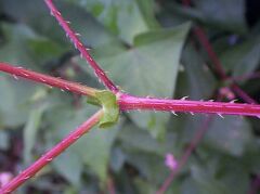 Persicaria senticosa