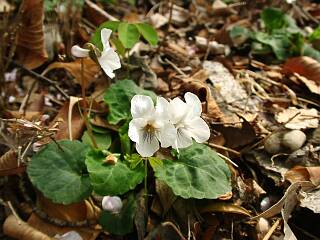 Viola keiskei