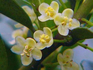 Euonymus japonicus