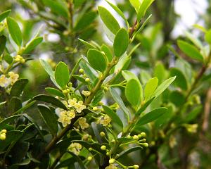 Euonymus japonicus